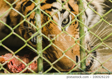 A large tiger eats raw chicken. imprisoned in a steel cage A large tiger eats raw chicken. imprisoned in a steel cage 106926220