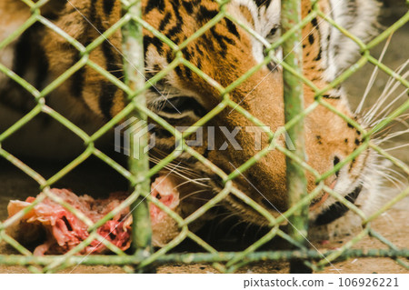 A large tiger eats raw chicken. imprisoned in a steel cage A large tiger eats raw chicken. imprisoned in a steel cage 106926221