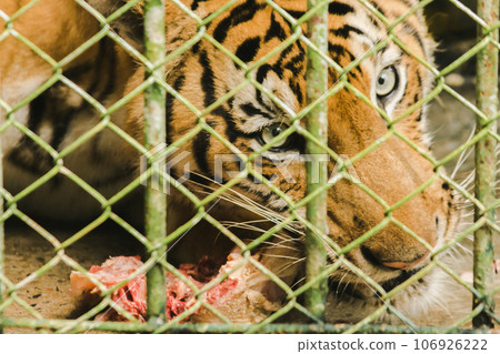 A large tiger eats raw chicken. imprisoned in a steel cage A large tiger eats raw chicken. imprisoned in a steel cage 106926222