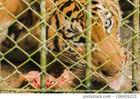 A large tiger eats raw chicken. imprisoned in a steel cage A large tiger eats raw chicken. imprisoned in a steel cage 106926223