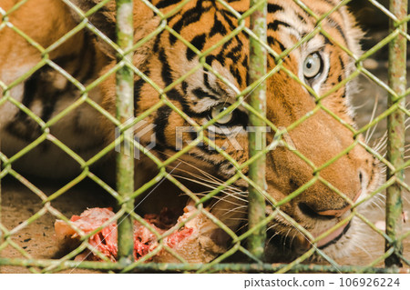 A large tiger eats raw chicken. imprisoned in a steel cage 106926224