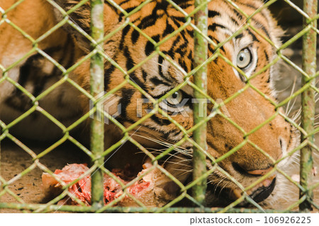 A large tiger eats raw chicken. imprisoned in a steel cage A large tiger eats raw chicken. imprisoned in a steel cage 106926225