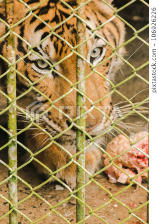 A large tiger eats raw chicken. imprisoned in a steel cage A large tiger eats raw chicken. imprisoned in a steel cage 106926226