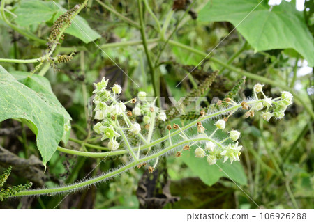 Cucumbers were growing thickly, covering the banks of the Arakawa River. Cucumbers were growing thickly, covering the banks of the Arakawa River. 106926288