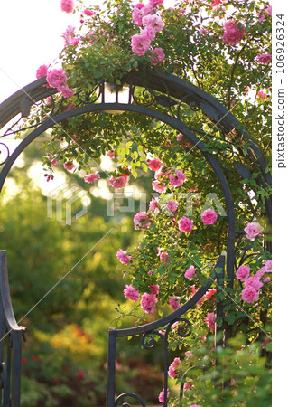 Summer rain in the village. Beautiful summer roses blooms in village. Large rose bush over the metal entrance gate hanging. Summer rain in the village. Beautiful summer roses blooms in village. Large rose bush over the metal entrance gate hanging. 106926324