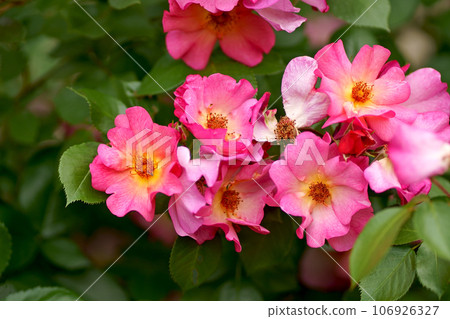 Roses in the garden. Beautiful Red rose on Black background. Petals of Blooming pink rose flower open, close-up. Holiday, love, birthday. Bud closeup. 106926327