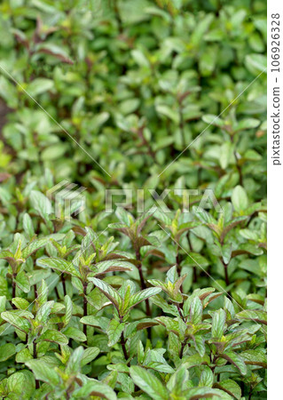 Fresh green herbs grow, young mint leaves. green leaf. Fresh mint leaf background closeup. Growing organic mint close up. 106926328