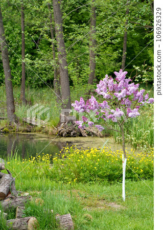 Floral background natural spring. Blossoming lilac flower bud. spring time color. Beautiful purple petal plant. Botanical flora Aesthetic mood Summer garden Pink liliac. Homestead farming. Pond in 106926329