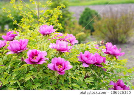 Burgundy large tree peony. Pink Flower of Tree Peony Blooming in the garden. Beautiful Petals of Paeonia sect. 106926330