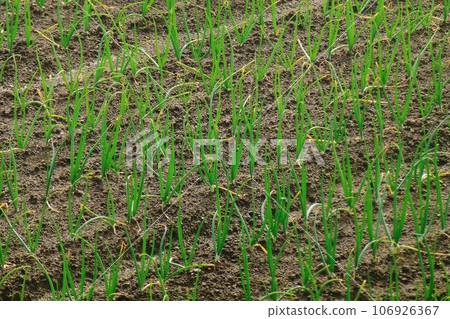 growing vegetable seedlings growing vegetable seedlings 106926367