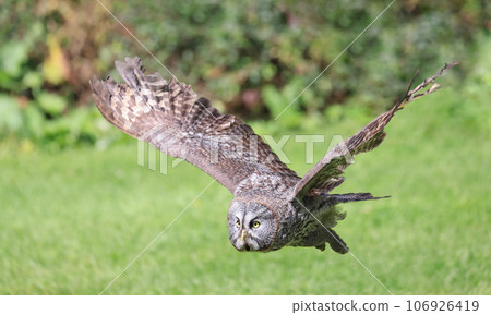 Great Grey Owl flying in the forest, Quebec, Canada 106926419