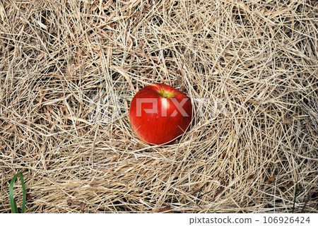 hay and red apple 106926424