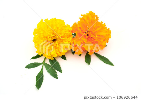 Marigold Marigold 106926644