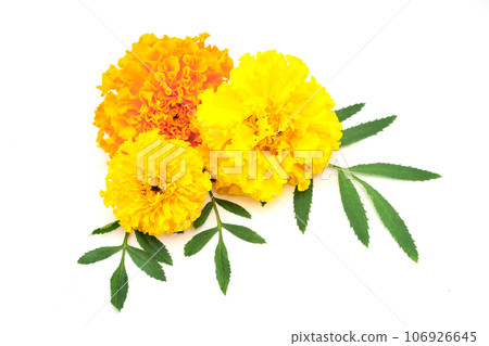Marigold Marigold 106926645