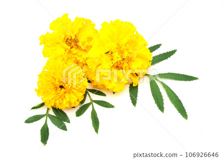 Marigold Marigold 106926646