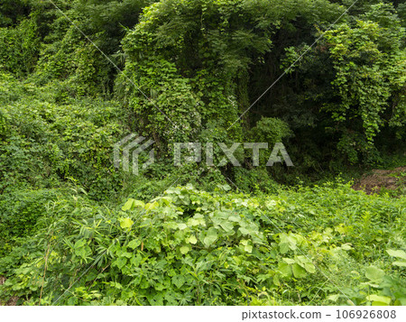 [High resolution] Plants covering the mountains 106926808
