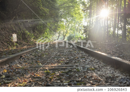 Kurayoshi Line Sunbeams Walk through the Trees 106926843