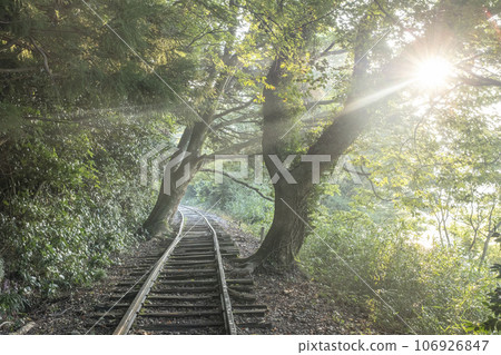 Kurayoshi Line Sunbeams Walk through the Trees 106926847