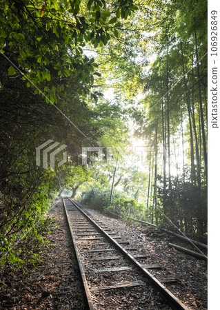 Kurayoshi Line Sunbeams Walk through the Trees 106926849