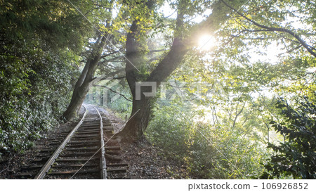 Kurayoshi Line Sunbeams Walk through the Trees 106926852