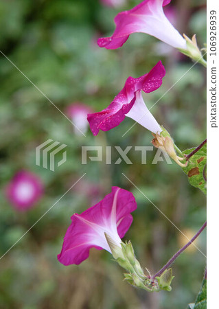 Morning glory 106926939