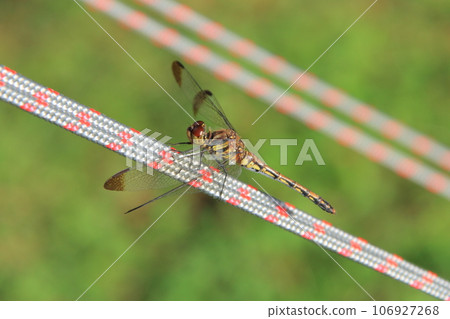 [北海道] 露營地_蜻蜓 106927268