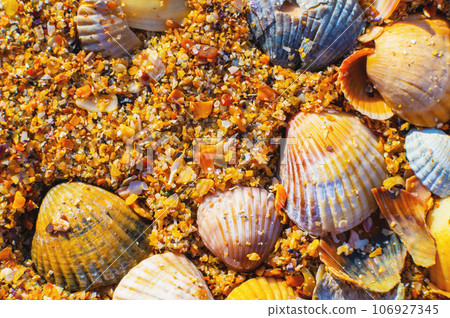 Background image of sea sand, fine beach sand and shells. Sunset or dawn on the beach, sand closeup top view 106927345