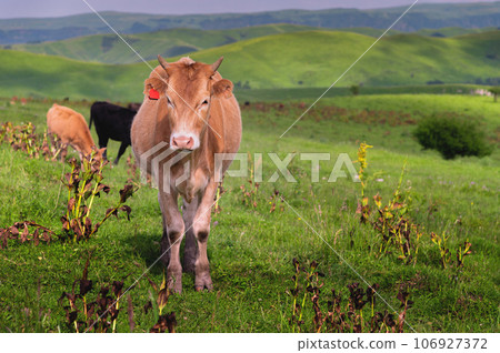 Cows in a field in the mountains on a pasture in the countryside, one cow looks at the camera 106927372