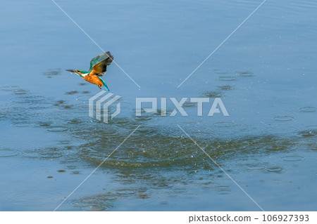 European kingfisher (Alcedo atthis) in flight fishing a little fish. 106927393