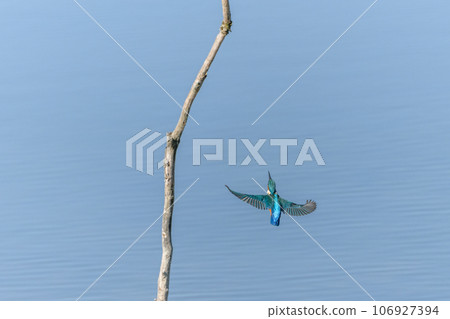 European kingfisher (Alcedo atthis) in flight. 106927394