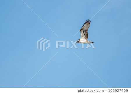 Osprey (Pandion haliaetus) flying over a marsh. 106927409