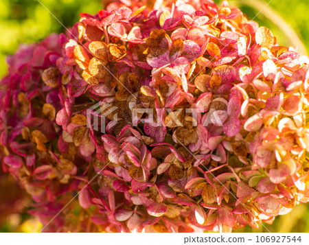 blooming red hydrangea flowers in a garden and green leaves 106927544