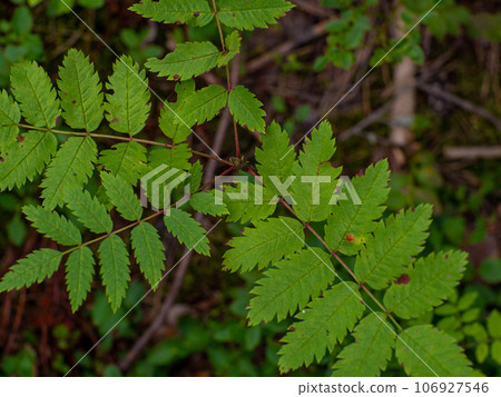 Common mountain ash branch with green leaves 106927546