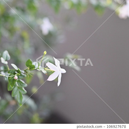 white jasmine flowers white jasmine flowers 106927678