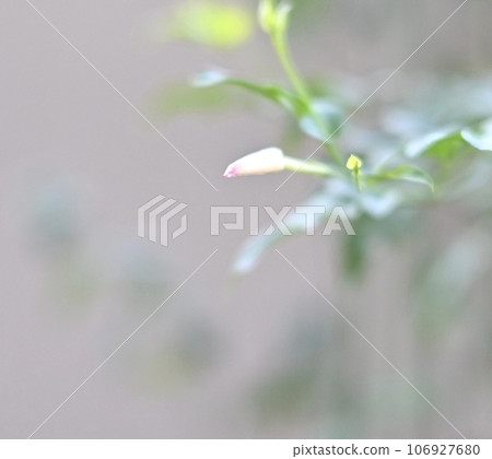 小花蕾 小花蕾 106927680