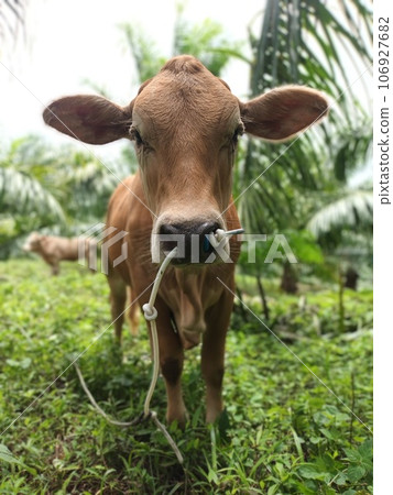 A Brown Youth Cattle Open Agriculture Farm Thailand young cow in the forest 106927682