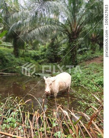 A White Calf Bathing at Agriculture Farm young cow in forest 106927683