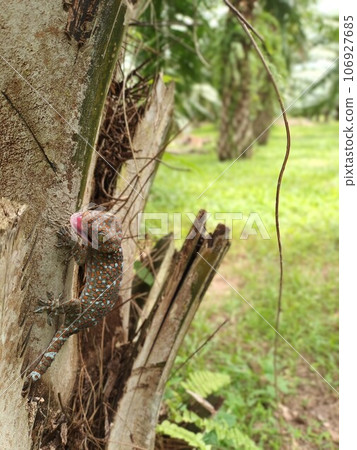 Tokay gecko laughing at agriculture farm south of Thailand wild lizard on a tree in the garden Tokay gecko laughing at agriculture farm south of Thailand wild lizard on a tree in the garden 106927685