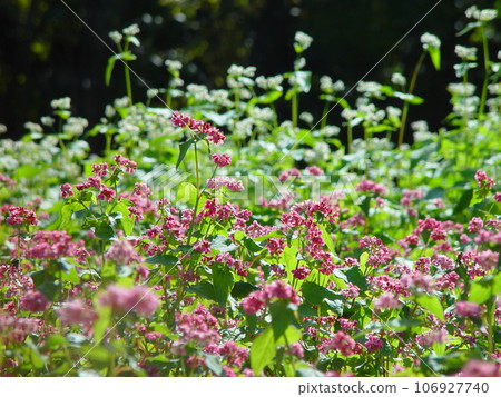 Red flower Flower (October) Akabana buckwheat 01H4.3 106927740