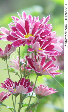 紅菊花(十月)Chrysanthemum(菊花)06V9.16 紅菊花(十月)Chrysanthemum(菊花)06V9.16 106927751