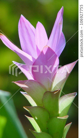 粉紅色薑黃花（十月）薑黃（Hanaukon）04V9.16 106927755