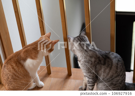 A cat peeking out from the gap in the lattice 106927916