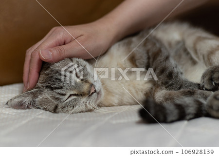 pet the cat pet the cat 106928139