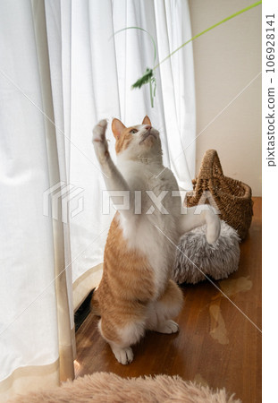 A cat playing with a toy Brown tiger white A cat playing with a toy Brown tiger white 106928141