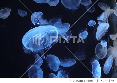 Fantastic glowing jellyfish 2 Fantastic glowing jellyfish 2 106928176