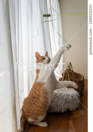 A cat playing with a toy Brown tiger white A cat playing with a toy Brown tiger white 106928201