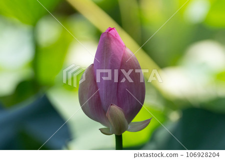 Lotus buds Lotus buds 106928204