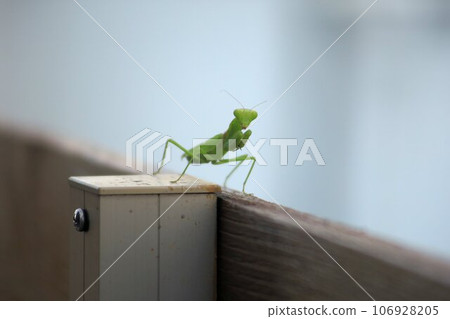 praying mantis on the fence praying mantis on the fence 106928205