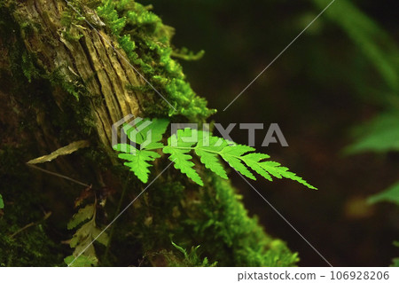 Fern growing on tree trunk 106928206