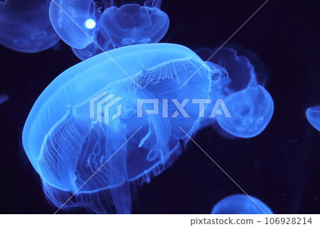 Fantastic glowing jellyfish 4 Fantastic glowing jellyfish 4 106928214